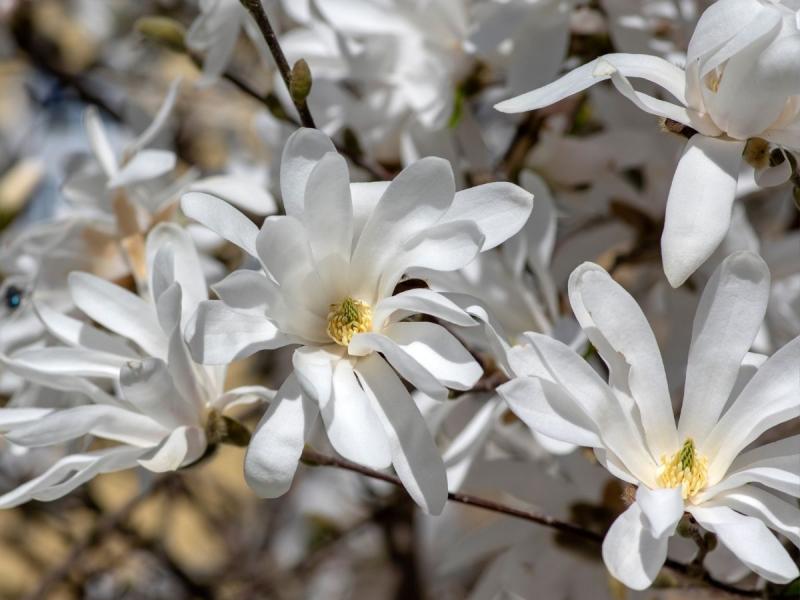 Drzewa kwitnące wiosną na biało magnolia gwiaździsta