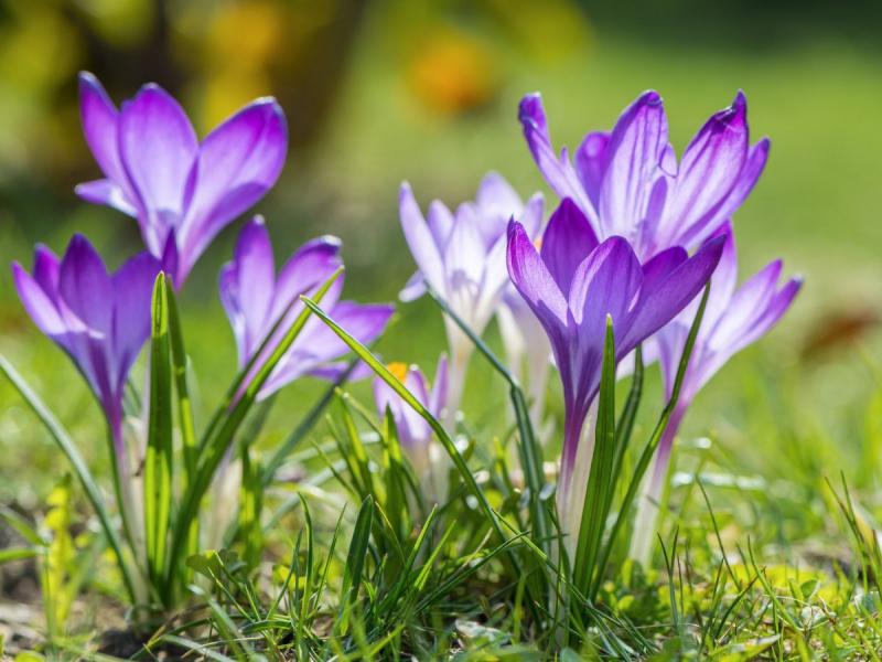 fioletowe kwiaty wiosna krokus