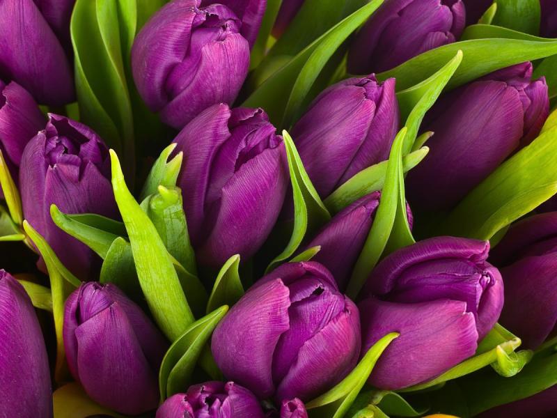 fioletowe kwiaty wiosna tulipan