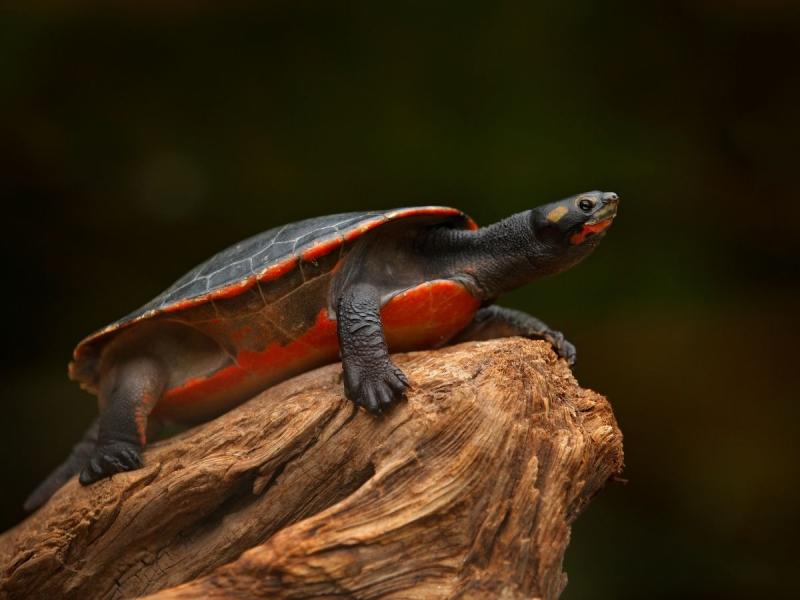 gatunki żółwi żółw czerwonobruchy