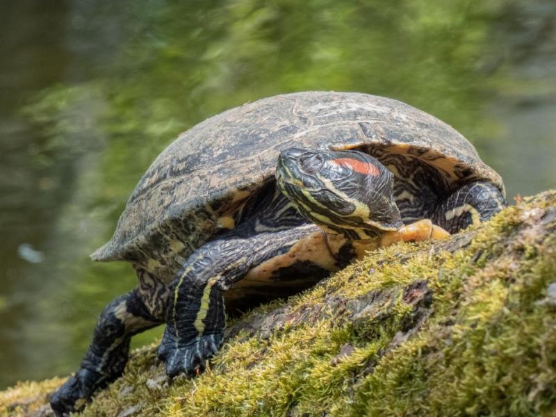 gatunki żółwi żółw czerwonolicy