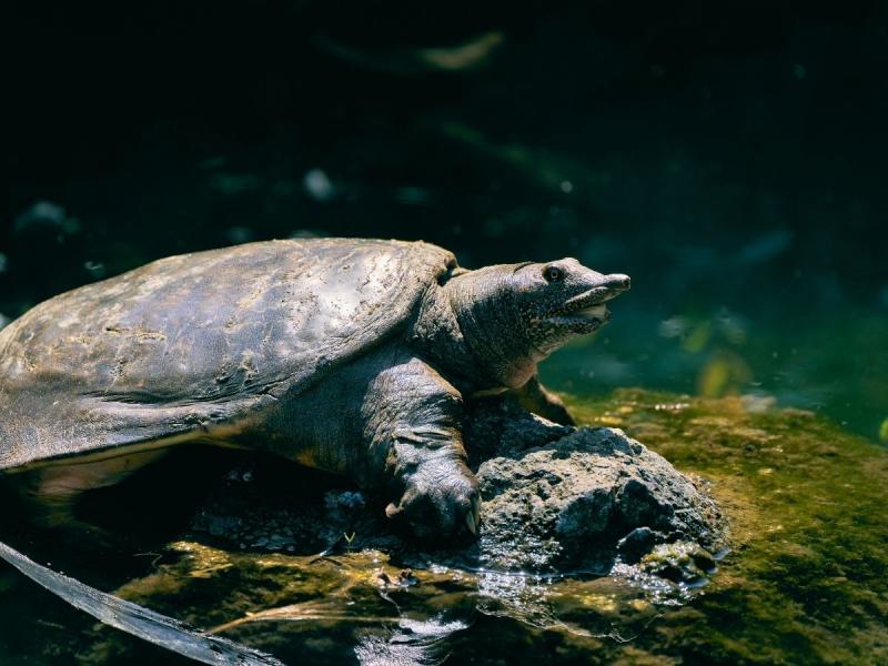 gatunki żółwi żółw florydyjski