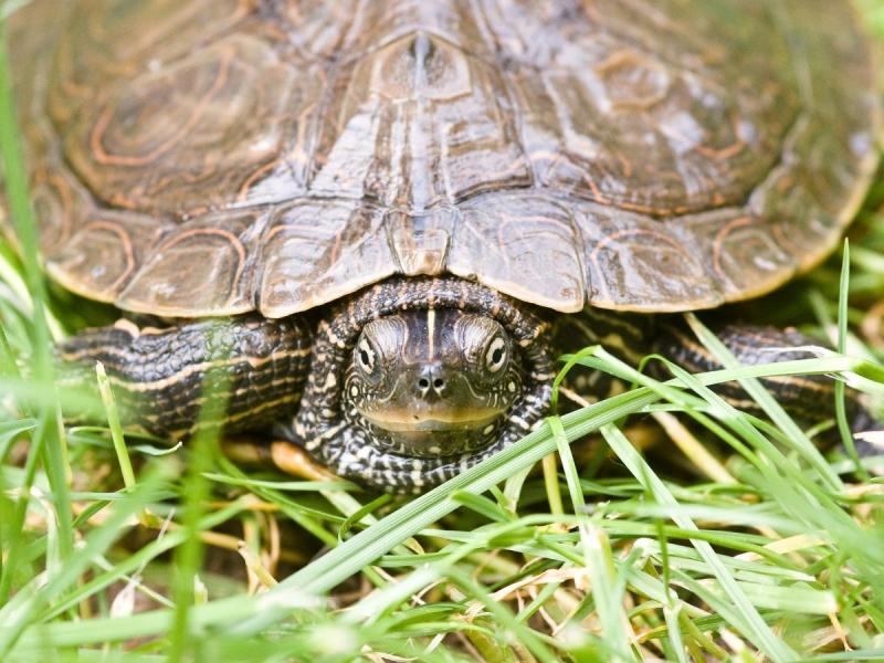 gatunki żółwi żółw obrazkowy