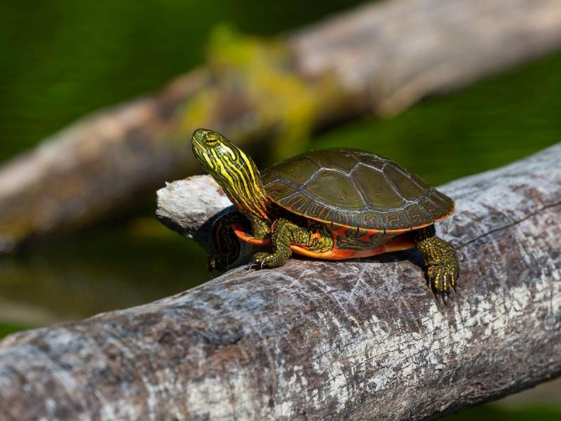 Gatunki żółwi żółwik malowany
