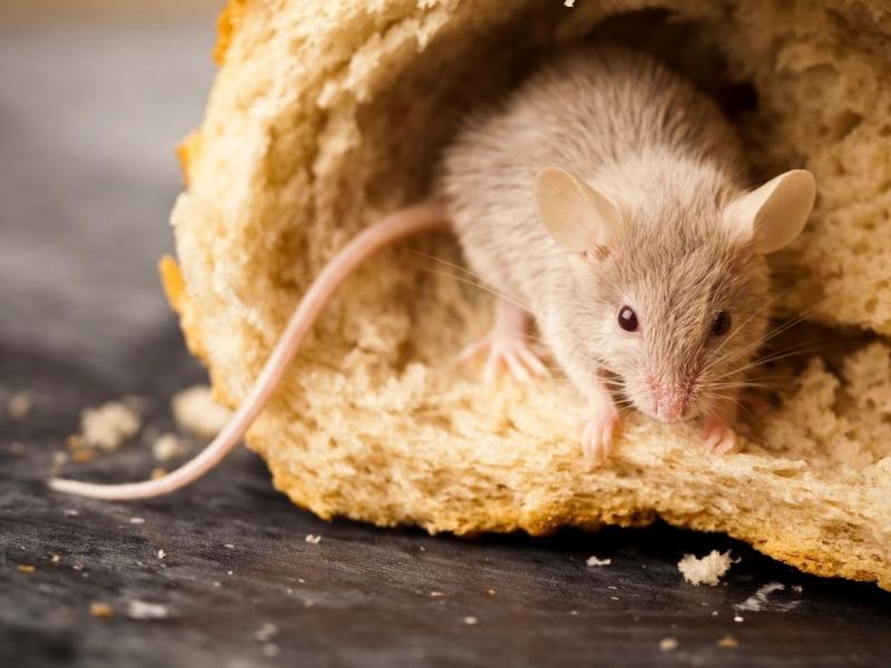 hodowla myszy domowych