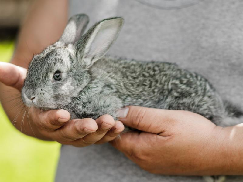 ile żyje królik miniaturka