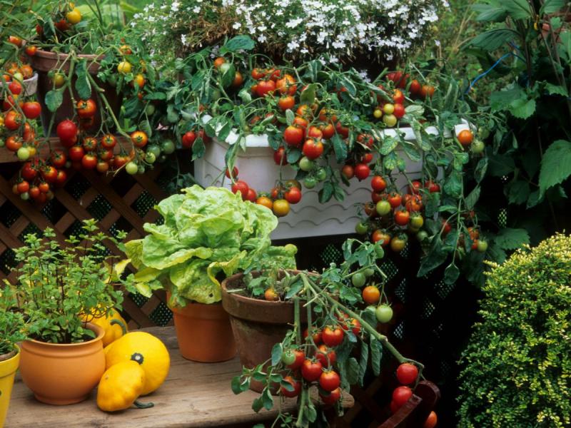 jak podwiązać pomidory w doniczce