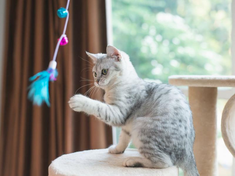Jak zrobić samodzielnie zabawki dla kota