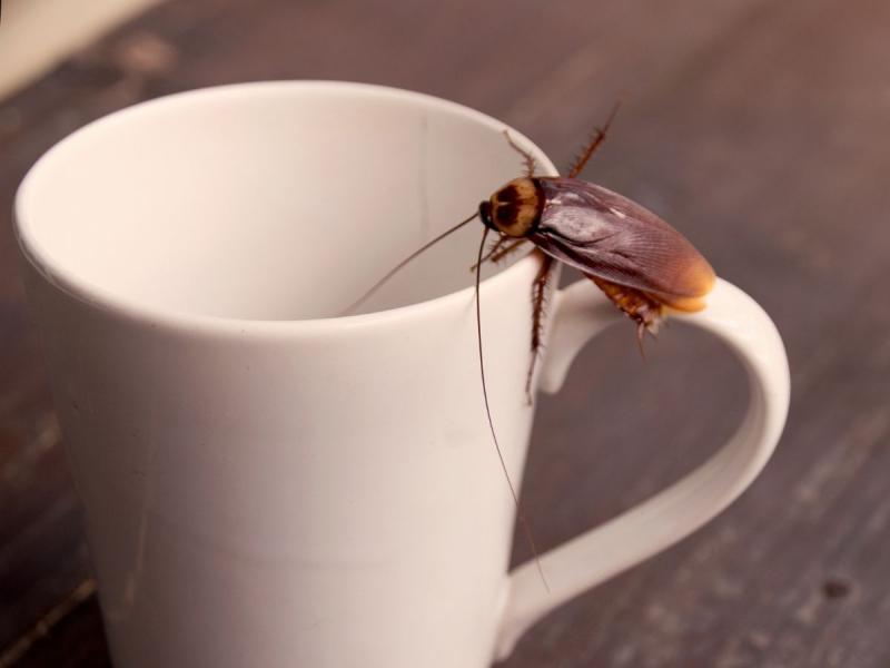 karaluchy w domu sposoby
