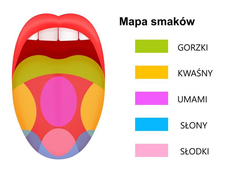 kubki smakowe mapa smaków