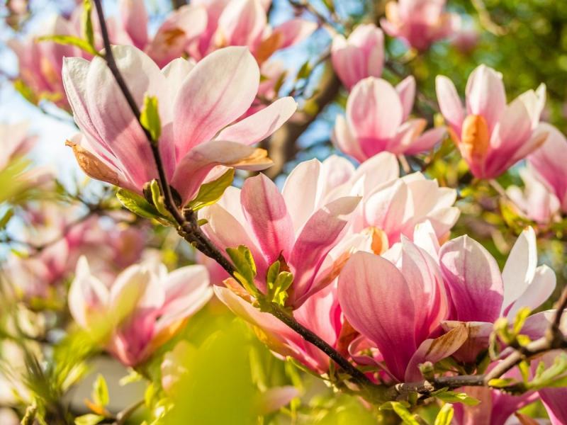 Drzewo kwitnące w kwietniu magnolia