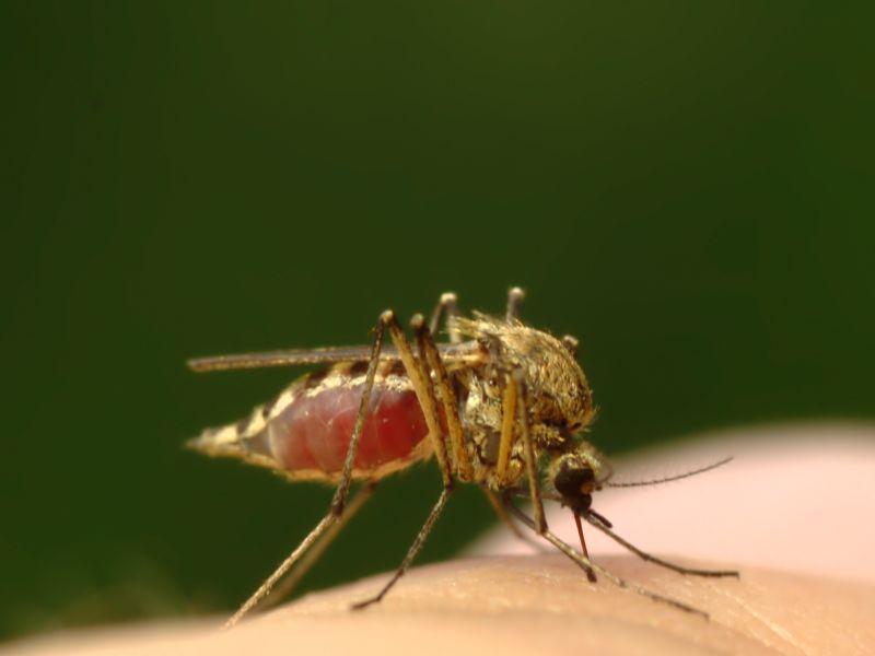 Malaria Zabójcza Broń Komarów Choroby Polkipl 5101