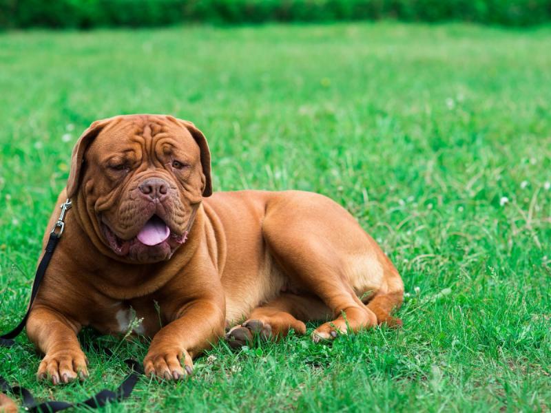 najdroższe psy świata Mastif francuski