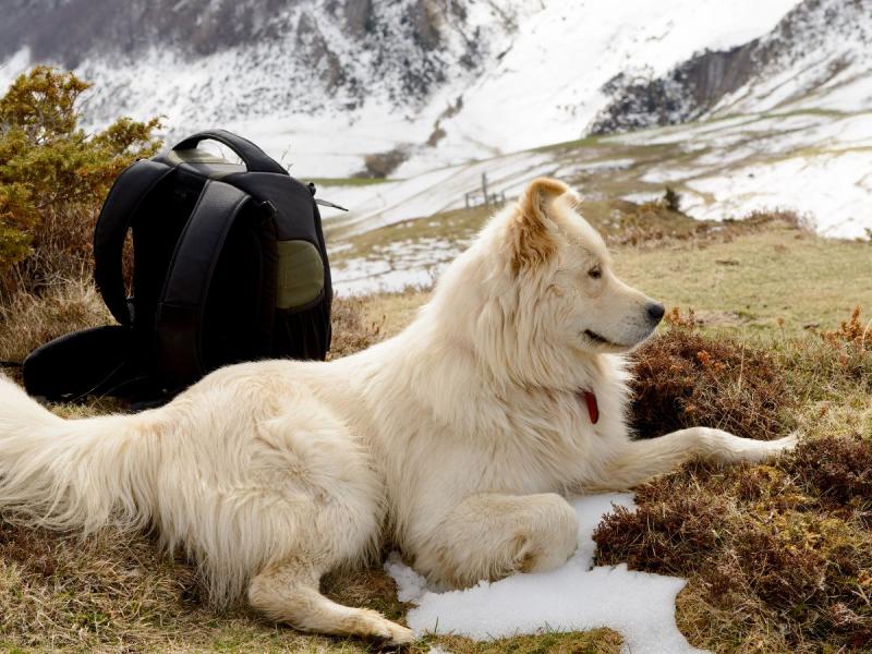 najdroższe psy świata Pirenejski pies górski