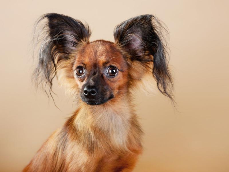 najdroższe psy świata Russian Toy Terrier
