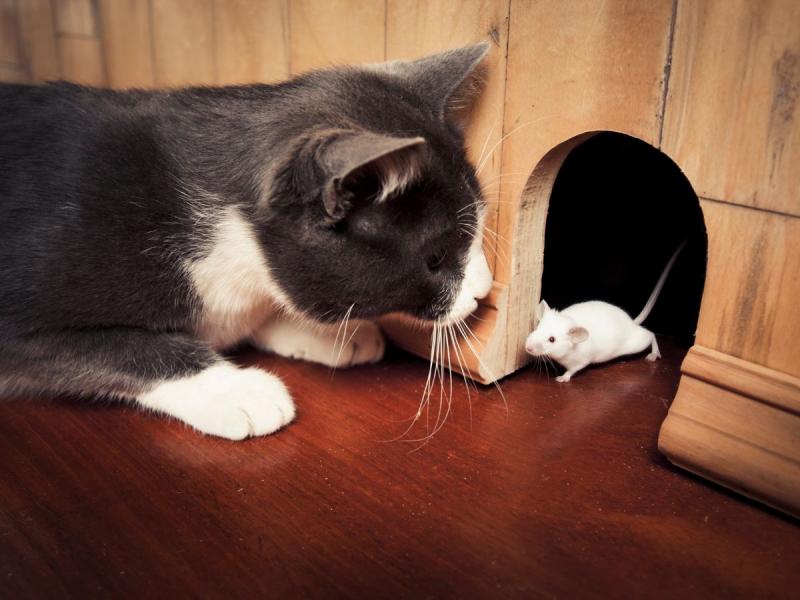 najskuteczniejszy sposób na myszy kot