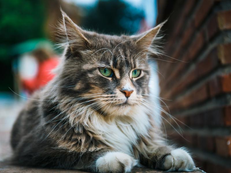 Najwieksze Rasy Kotow Domowych Oto 10 Ras Duzych Kotow Domowych Wideo Polki Pl