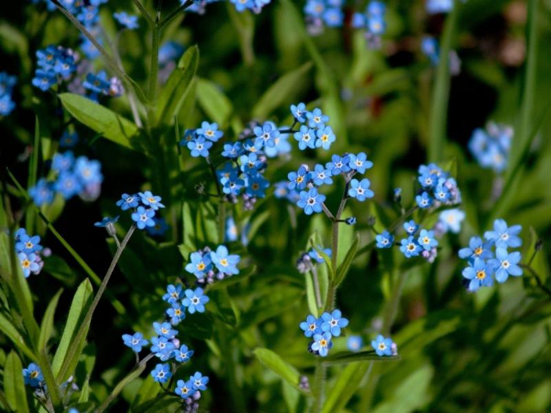 niebieskie kwiaty na balkon niezapominajka