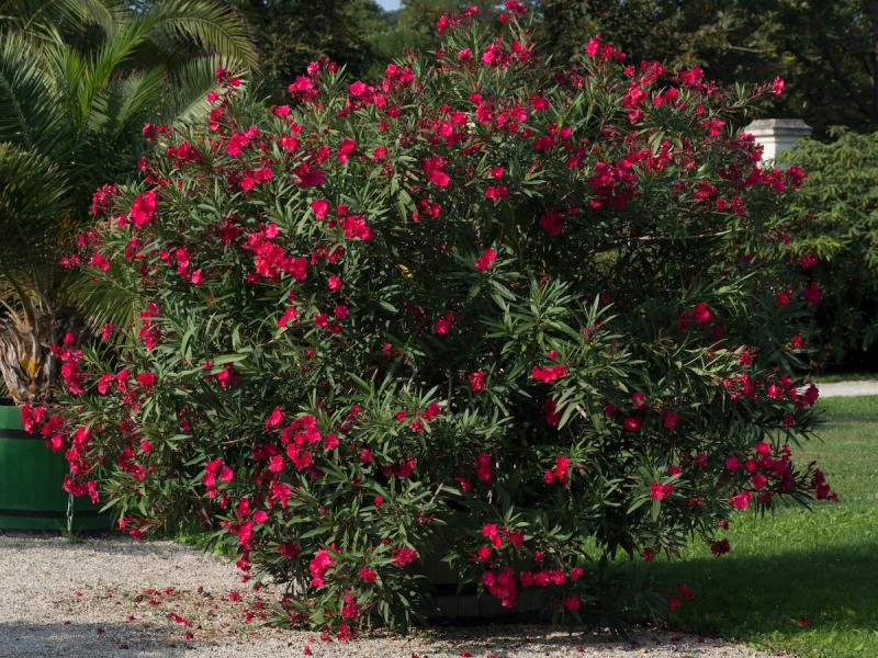 oleander czerwony