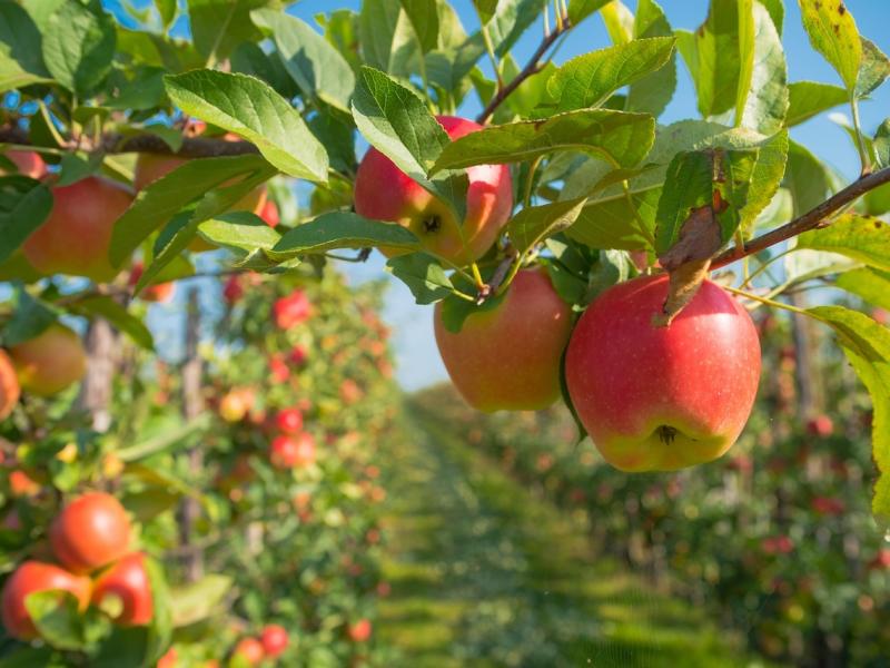 Podpowiadamy, jaką sadzonkę jabłoni wybrać - Ogród i balkon - Polki.pl
