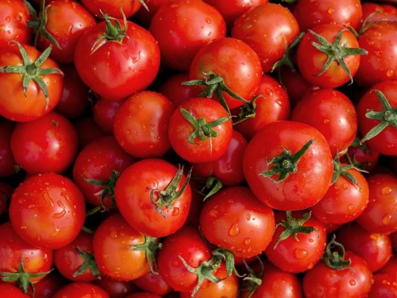pomidor ro owoc czy warzywo