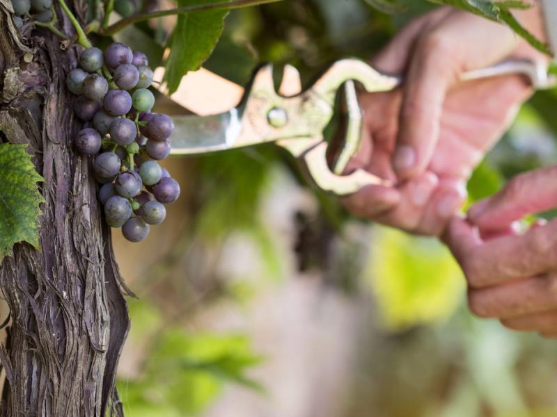 przycinanie winogron latem