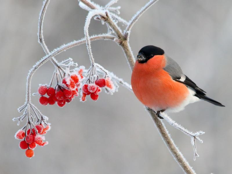ptaki, które przylatują na zimę do polski