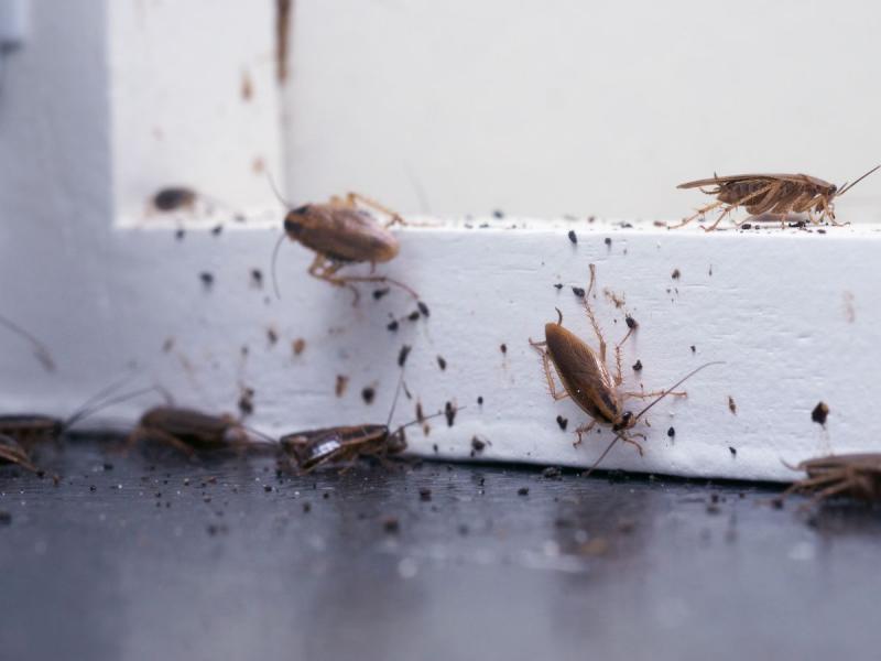robaki od wilgoci w domu