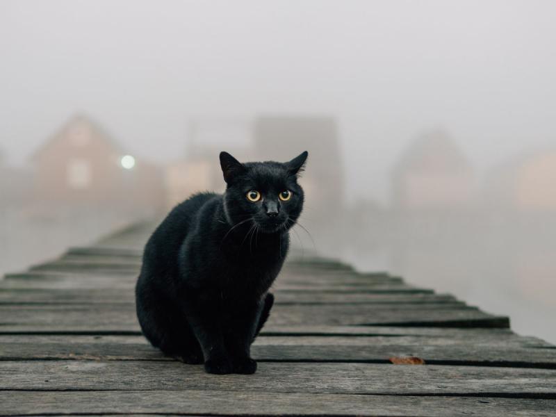 Sennik czarny kot
