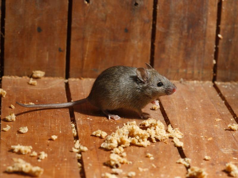 Sennik myszy