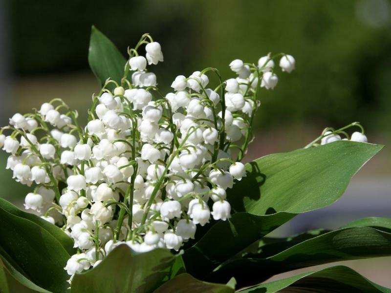 Towarzystwo dla hortensji bukietowej wiosenne kwiaty
