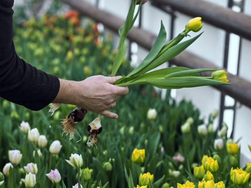 tulipany po przekwitnięciu