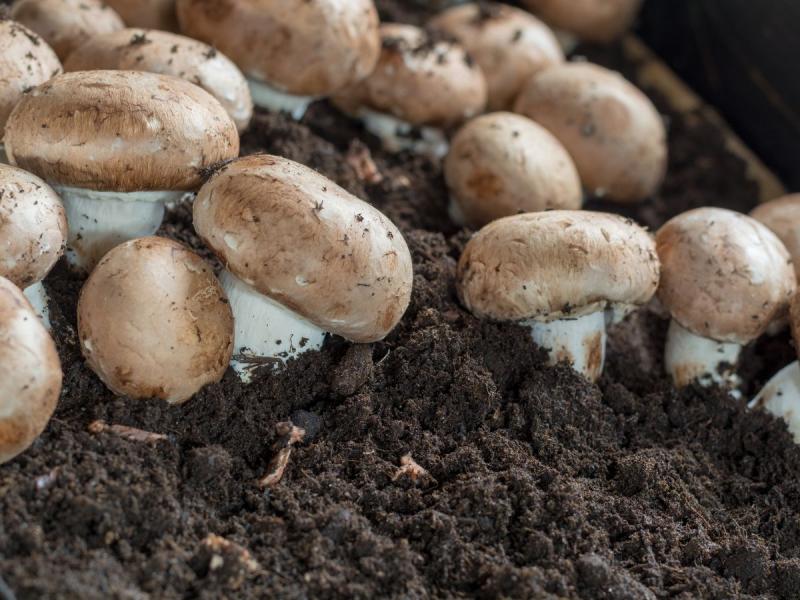 uprawa grzybów w ogrodzie
