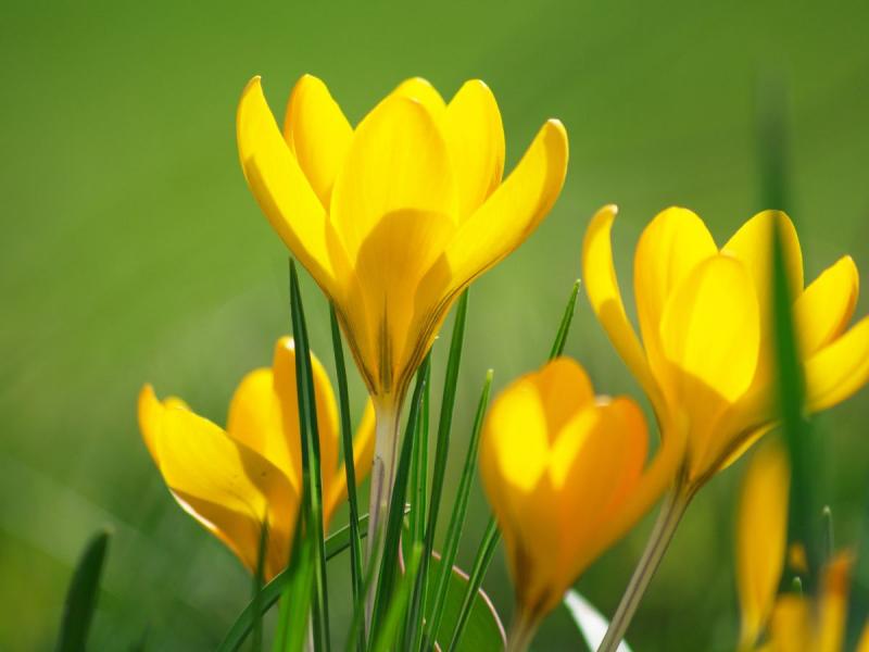 wiosenne żółte kwiaty krokus