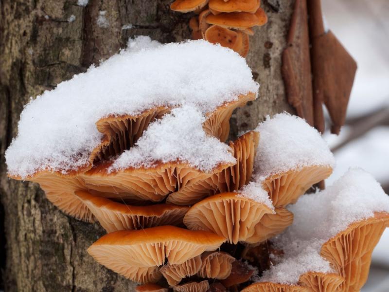 zimowe grzyby w lesie