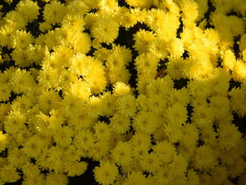 żółte kwiaty jesienne chryzantema
