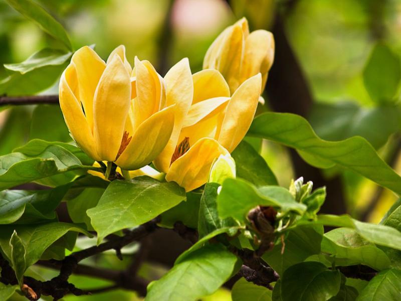 żółte kwiaty wiosenne magnolia