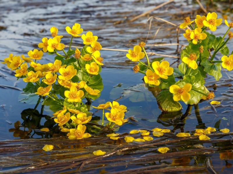 żółte kwiaty wiosenne nazwy kaczeniec