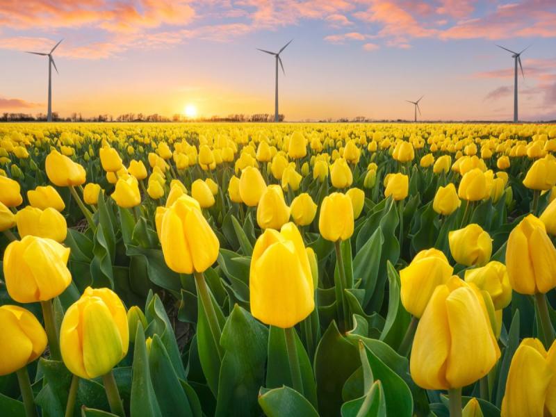 żółte kwiaty wiosenne tulipany