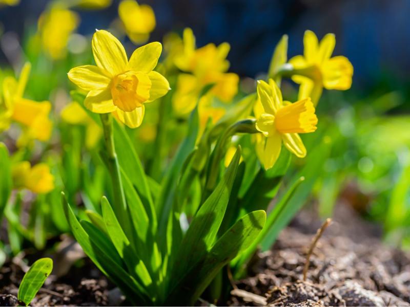 Żółte Kwiaty Wiosenne Nazwy Wygląd Występowanie Kiedy Kwitną Ogród I Balkon Polkipl