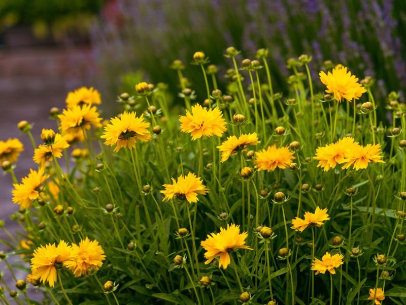 żółty kwiat wiosenny nachyłek