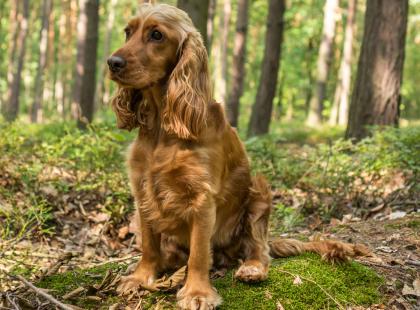 Cocker Spaniel Charakterystyka Rasy Usposobienie I Wygląd