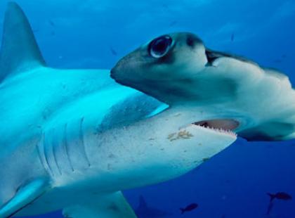 Czy wiesz dlaczego rekin-młot ma taki kształt głowy? - Zwierzęta ...