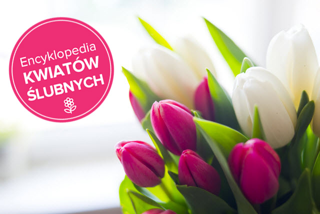 tulipany na ślub