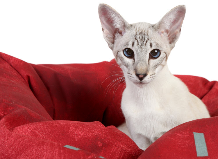 Kot jawajski (mandaryn) - charakterystyka rasy - Zwierzęta ...