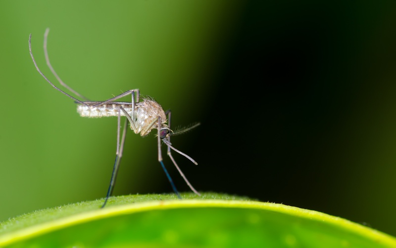 rośliny odstraszające komary