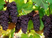 Kuracja winogronowa