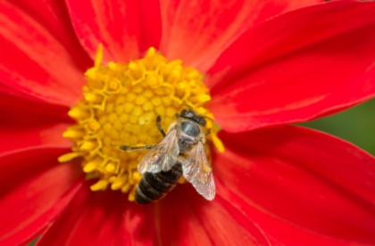 Produkty pszczele - czyżby era nowych leków?