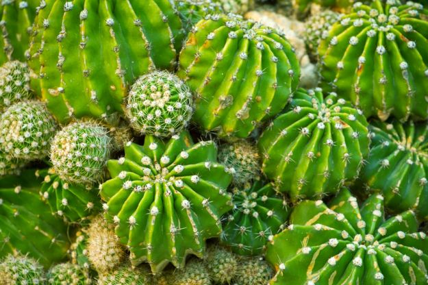 Zaskakujące właściwości kaktusów