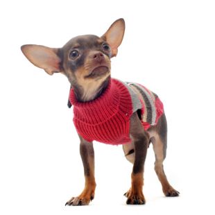 Sweterek dla psa – zrób to sama!